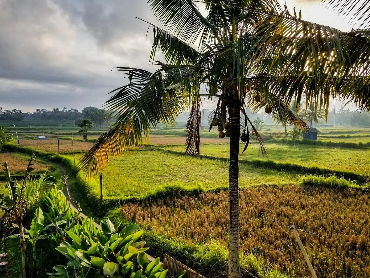 Mancur Guesthouse Ubud  Guest house